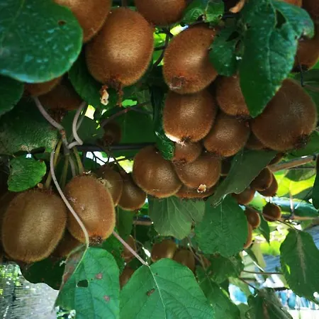 Nonna Piera Oda ve Kahvaltı *